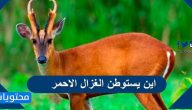 اين يستوطن الغزال الاحمر وما هي أهم أنواع الغزلان