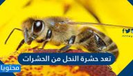 تعد حشرة النحل من الحشرات
