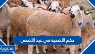 حكم الأضحية في عيد الأضحى