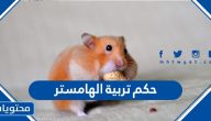 حكم تربية الهامستر