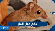 ما هو حكم حكم قتل الفأر