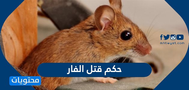ما هو حكم حكم قتل الفأر