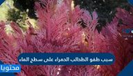 سبب طفو الطحالب الحمراء على سطح الماء