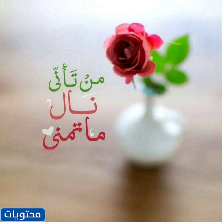 صور ورد 2021 أجمل صور وردود جميلة وجذابة موقع محتويات