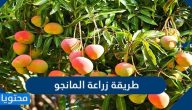 طريقة زراعة المانجو