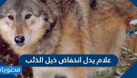 علام يدل انخفاض ذيل الذئب