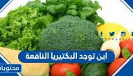 اين توجد البكتيريا النافعة