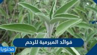 ما هو فوائد الميرمية للرحم والجسم