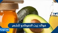 فوائد زيت الأفوكادو للشعر وأضراره وطرق استخدامه على الشعر