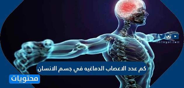 كم عدد الاعصاب الدماغيه في جسم الانسان