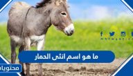 ما هو اسم انثى الحمار