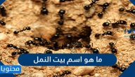 ما هو اسم بيت النمل