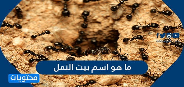 يعد النمل من