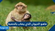 ما هو الحيوان الذي يصاب بالحصبة