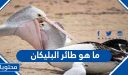 ما هو طائر البليكان