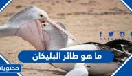 ما هو طائر البليكان