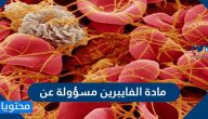 مادة الفايبرين مسؤولة عن ؟