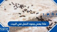 ماذا يعني وجود النمل في البيت