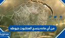 من أي ماد ينسج العنكبوت خيوطه