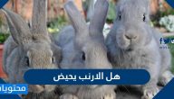 هل الارنب يحيض