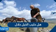 هل حليب الخيل حلال … ما حكم التداوي بلبن الخيل أو لحمه