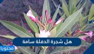 هل شجرة الدفلة سامة