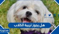 هل يجوز تربية الكلاب