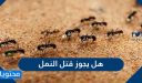هل يجوز قتل النمل