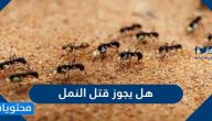 هل يجوز قتل النمل