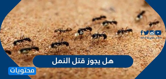 هل يجوز قتل النمل