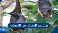 هل يعد الخفاش من الثدييات