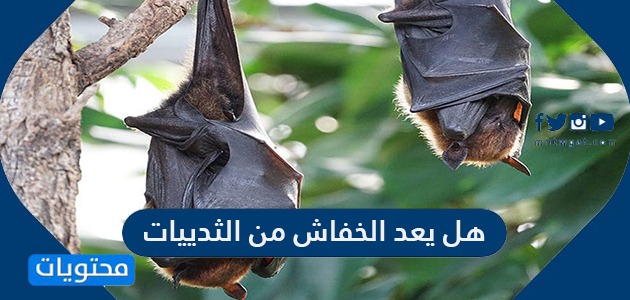 هل يعد الخفاش من الثدييات