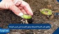 يطلق على التربة المحيطة بجذور الغرسة في كيس الزراعة