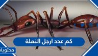 كم عدد ارجل النملة