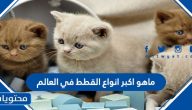 ما هو اكبر انواع القطط في العالم