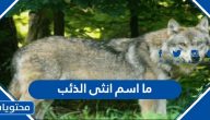 ما اسم انثى الذئب