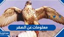 معلومات عن الصقر