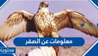 معلومات عن الصقر