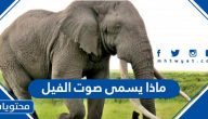 ماذا يسمى صوت الفيل