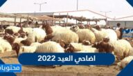 اضاحي العيد 2022 في السعودية الاسعار واماكن البيع 1443