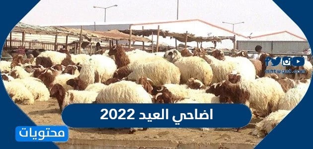 اضاحي العيد 2022 في السعودية الاسعار واماكن البيع 1443