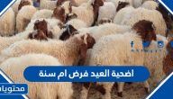 اضحية العيد فرض ام سنة