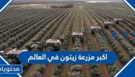 اكبر مزرعة زيتون في العالم