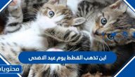 اين تذهب القطط يوم عيد الاضحى