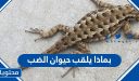 بماذا يلقب حيوان الضب