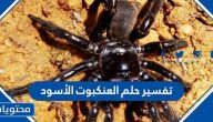 تفسير حلم العنكبوت الأسود في المنام للعزباء والمتزوجة والحامل