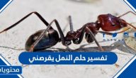 تفسير حلم النمل يقرصني