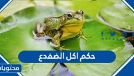 حكم اكل الضفدع