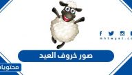صور خروف العيد 2025 .. اجمل بوستات خروف عيد الاضحى 1446
