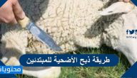طريقة ذبح الأضحية للمبتدئين
